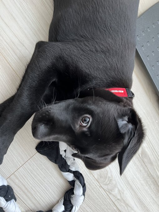大型犬のパピー、毎日触るごとに筋肉がついてきてDNA筋トレすげーってなる