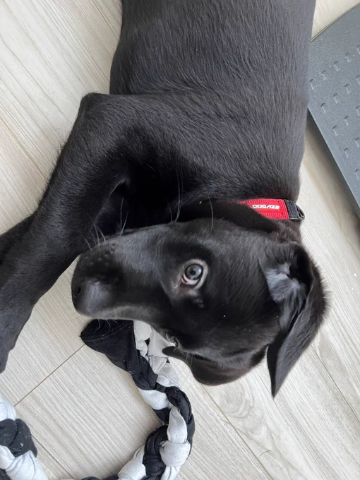 大型犬のパピー、毎日触るごとに筋肉がついてきてDNA筋トレすげーってなる
