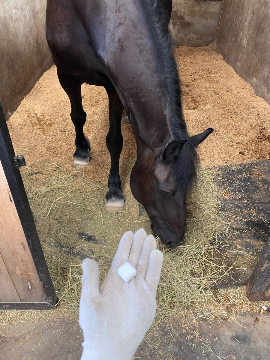 Don't complain about the pain of hard work, it's your way to see the world. #friesian #kfps #equestriangirl #equestrian #equinesofinstagram #horsemanship #animalphotography #photoshoot #friesiansporthorse #pferd #pferdesport #frison #dressage #friendship #friesianhorse