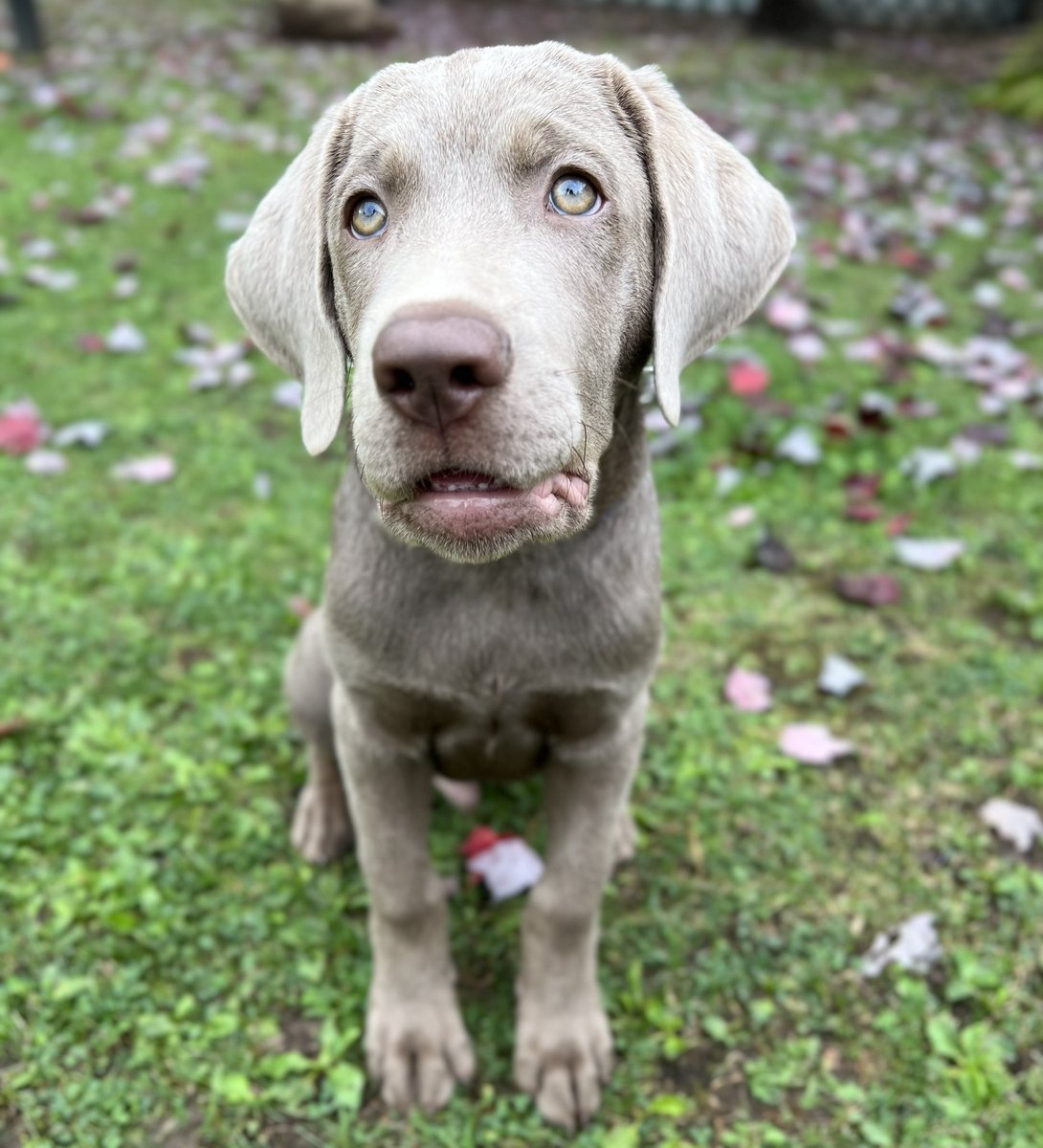 🩶🦈🦷 Here’s the little landshark today! His eyes are so pretty, and he’s so handsome, but wow can he bite!!!!! 😂🦷🦈
#landshark #puppiesoftwitter #cutepuppies #silverlab #puppiesofX #dogsoftwitter #dogs