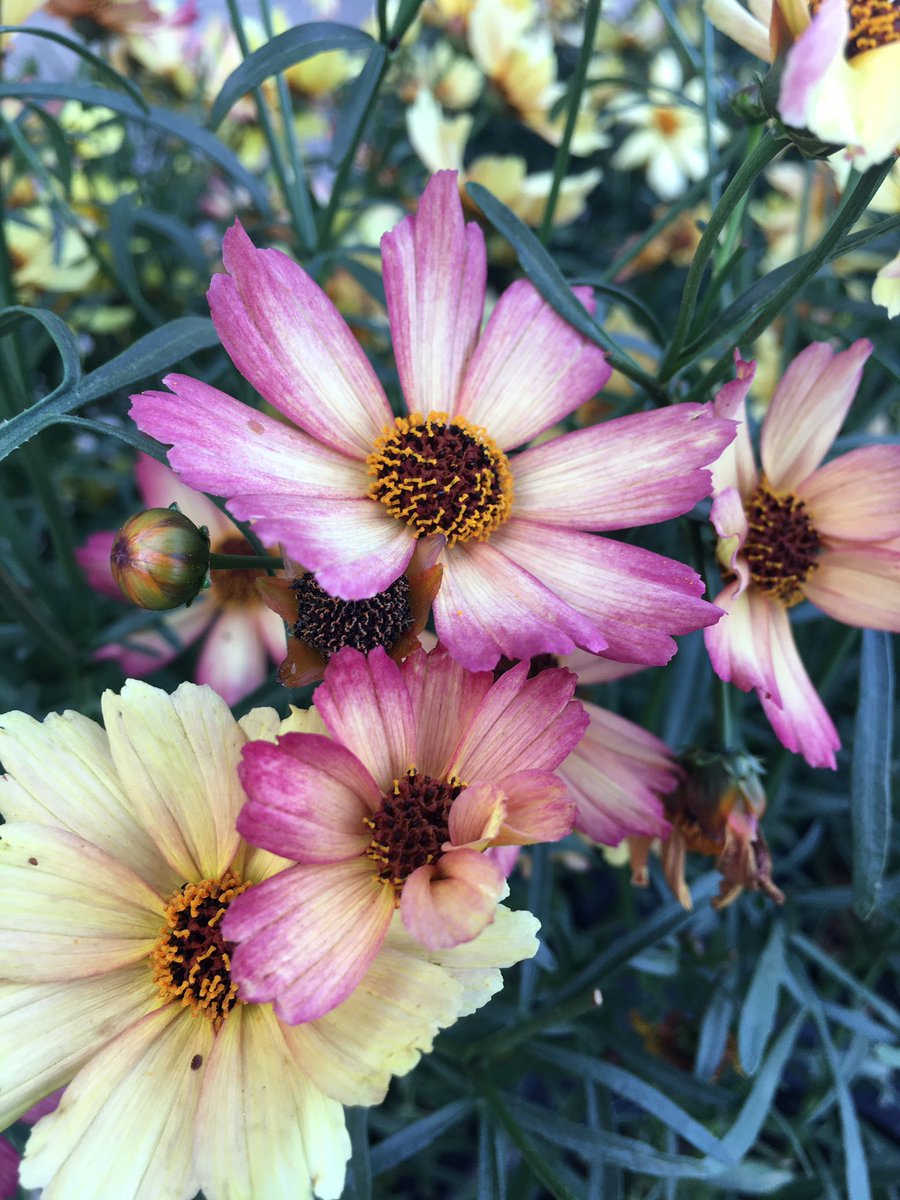 romania007's tweet photo. #flowers #fallblooms #lfk #caughtmyeye #prettycolors https://t.co/vmU2XBTJdZ