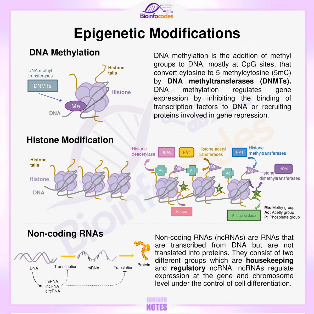 Epigenetic modifications are chemical changes to DNA or associated proteins that can control gene expression without altering the underlying DNA sequence. They influence how genes are turned on or off and play a critical role in development and disease. New #bioinfonotes about…