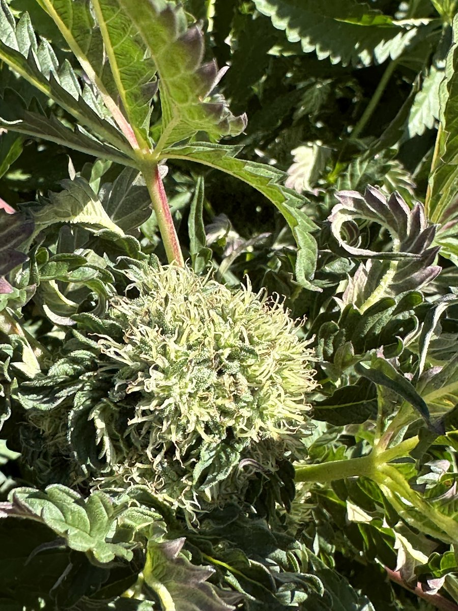 zazaderafa's tweet photo. That one curled leaf that turns into a monster cola !!! #cola #cannabis #cannabisphotography #weed #weedlover #cannabisgrower https://t.co/uT0BNZGj6z