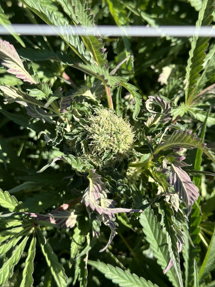 zazaderafa's tweet photo. That one curled leaf that turns into a monster cola !!! #cola #cannabis #cannabisphotography #weed #weedlover #cannabisgrower https://t.co/uT0BNZGj6z