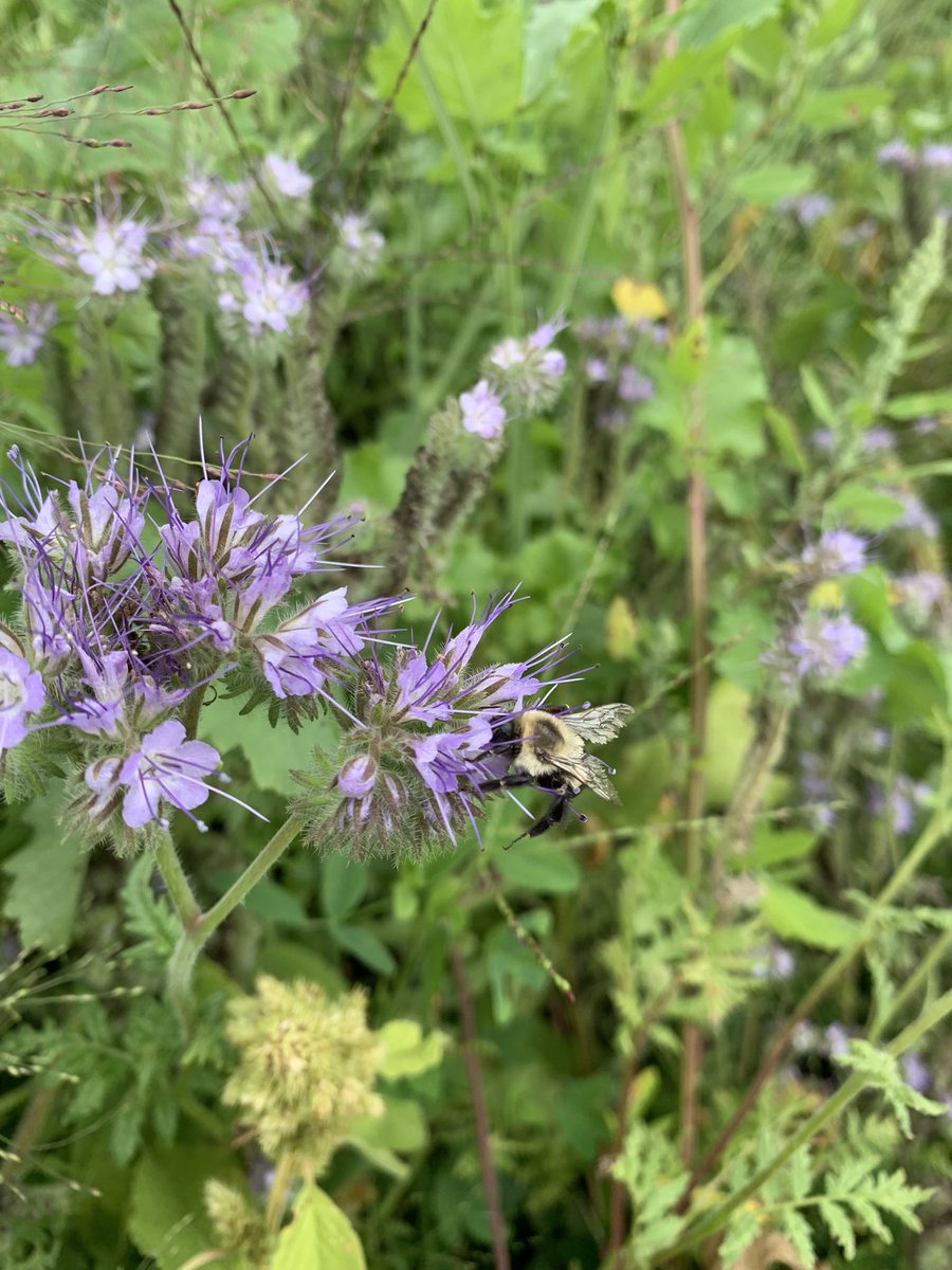 OntarioSoilCrop's tweet image. Visit us at @outdoorfarmshow to tour the #OperationPollinator plots and pick up some pollinator-friendly seed samples to plant your own! 🐝🌻

Take the quiz for a chance to win a prize from @syngentacanada 

#ONFARM #COFS23