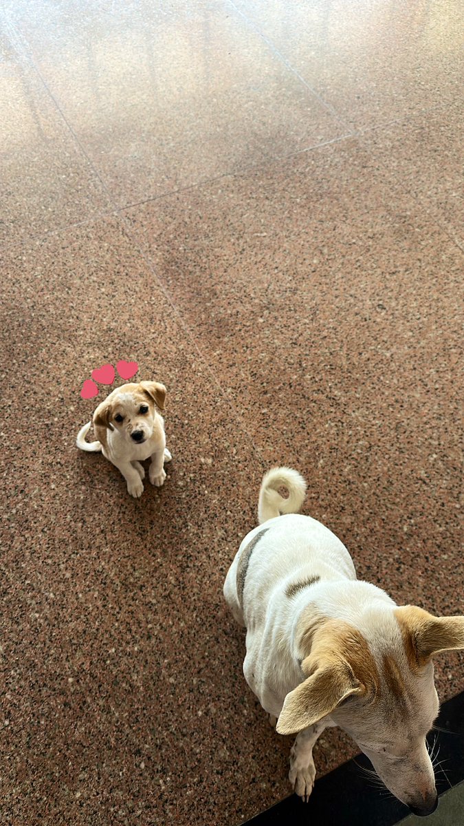 kaolhs's tweet photo. Day 2 of posting random street dogs https://t.co/Ci0O4YXVVN