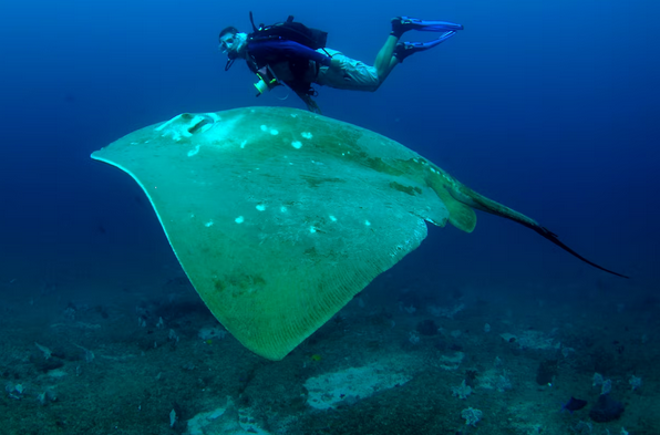 worldmares7's tweet photo. A wildlife first: World’s biggest ocean stingray tagged in the wild. #biodiversity

Early data is revealing a day in the #life of this mysterious #fish, which is probably critically endangered. Smalleye stingrays, named for their unusually...
▶https://t.co/uysEvTWWsG https://t.co/YgebSjlzip
