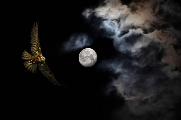 🌜moonlight🌛 tweet media