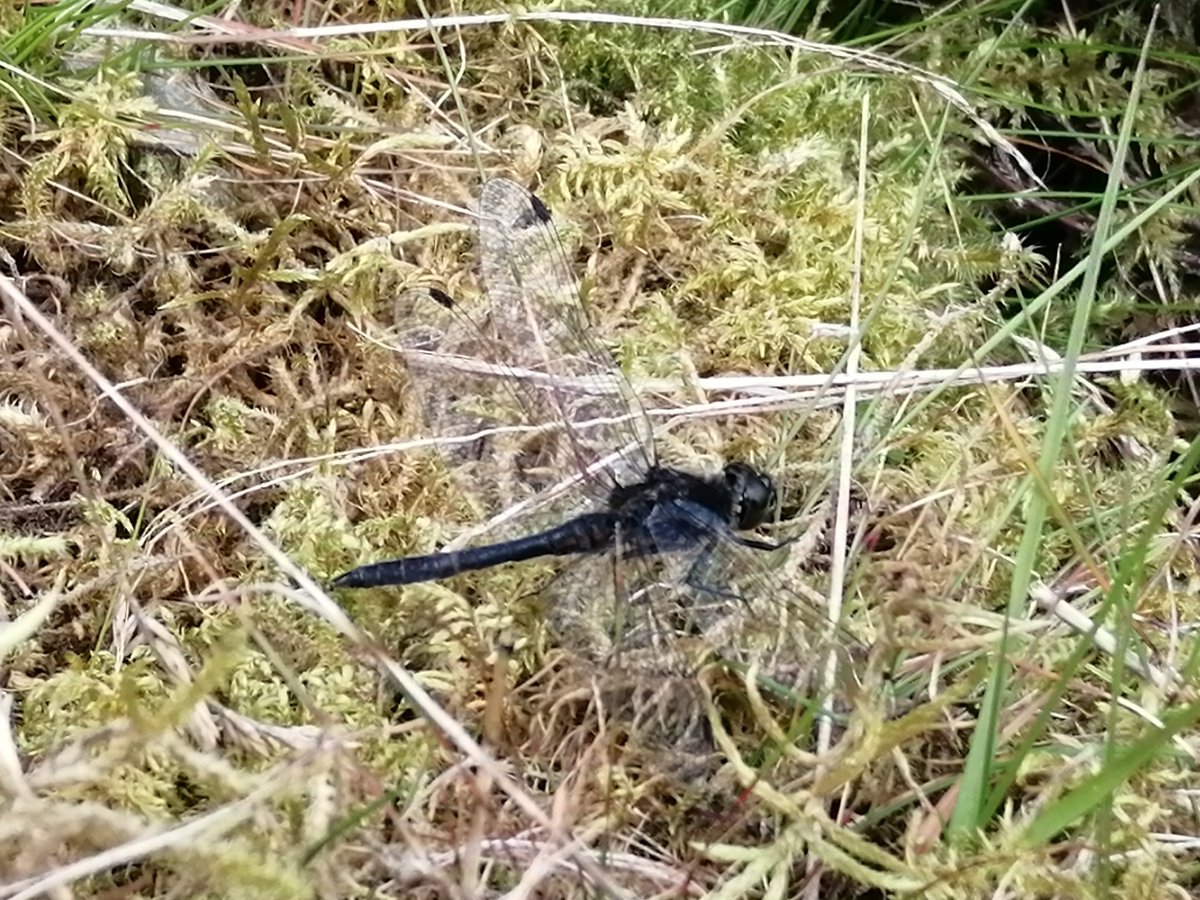 jhpsaunders's tweet photo. Male Black Darter from our walk this afternoon, several female around too. First time that I have seen this species. @BDSdragonflies @ScotlandBds #Scotland #wildlife #dragonflies #phonephoto https://t.co/XQFAreOoSX
