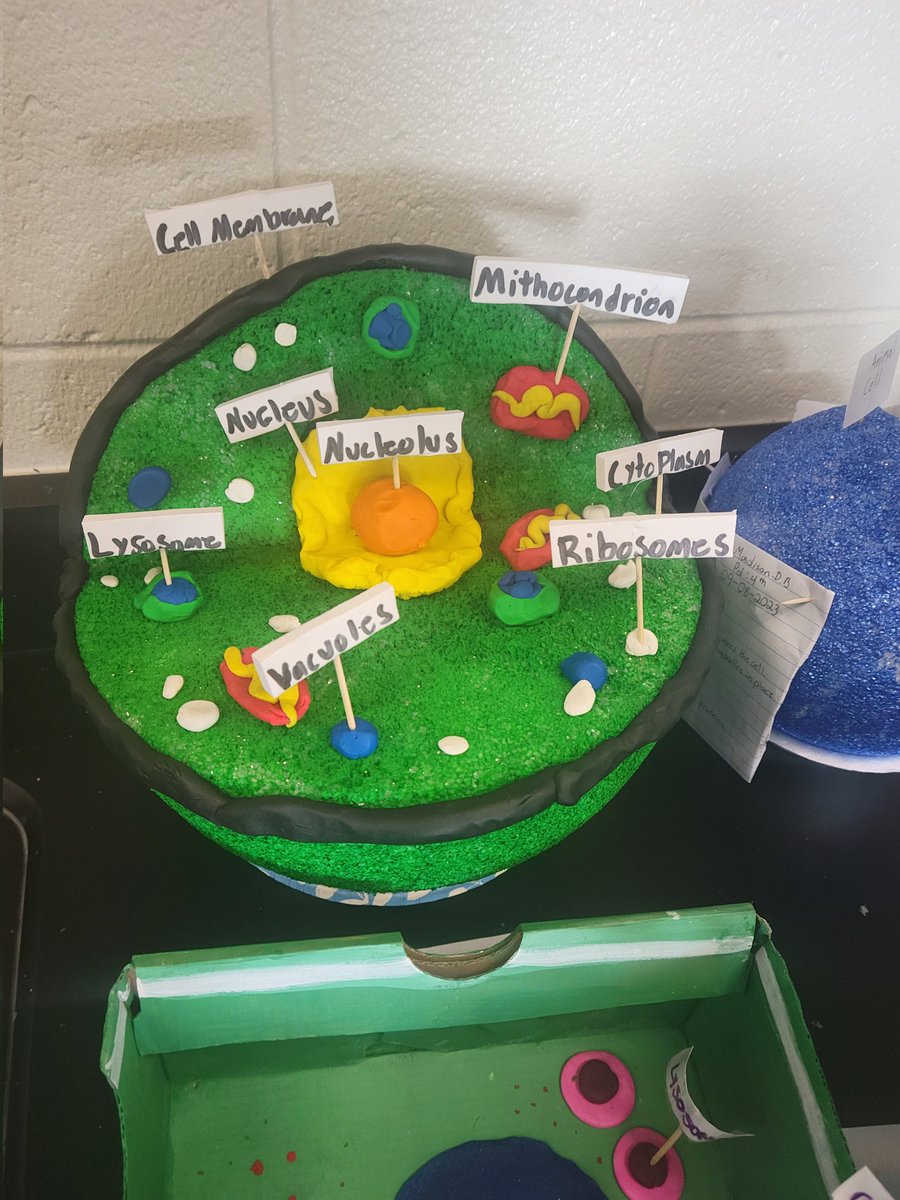ForemanMarshane's tweet photo. 7th grade science with some amazing cell projects! @pearsonpilots https://t.co/xHHOLDBRUe