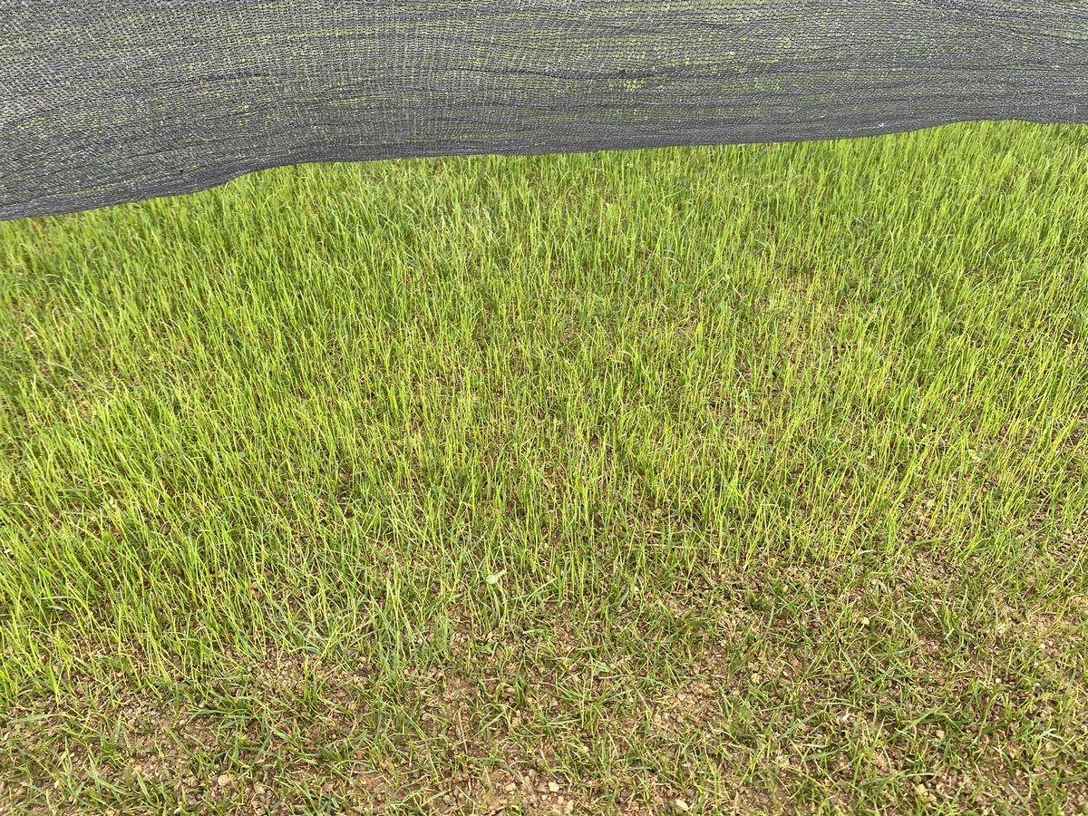 Cricket renovation at <a href="/didcotcc/">Didcot Cricket Club</a> day 6 from seed going into the ground <a href="/AdvancedGrass/">Advanced Grass</a> <a href="/andyaitkens74/">Andrew Moon</a> <a href="/DavidGoodjohn/">David Goodjohn</a>   👍