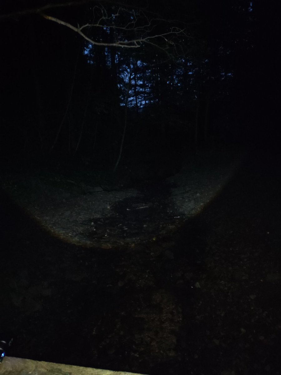 Romantische Hunderunde im Kothener Busch. 🐶🐶