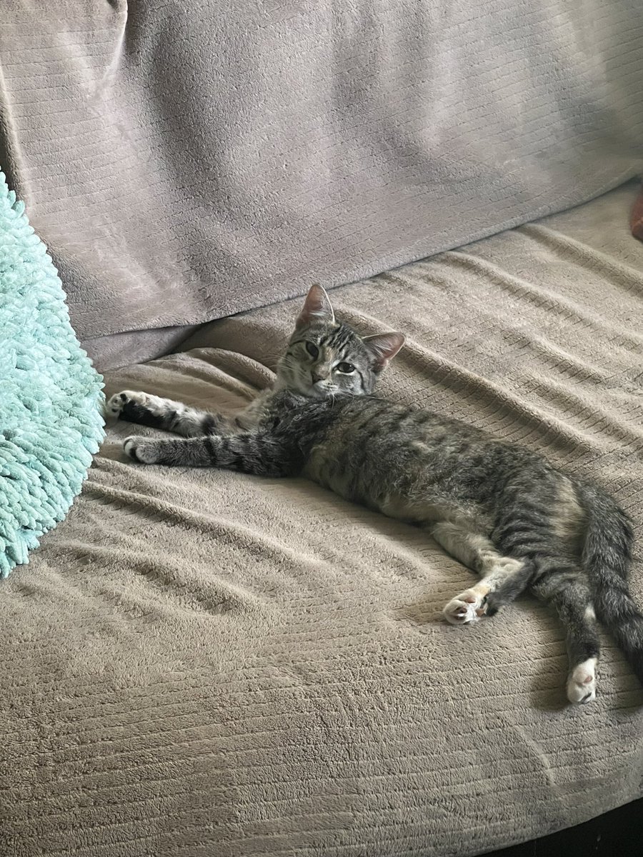 I’m just a sleepy kitten