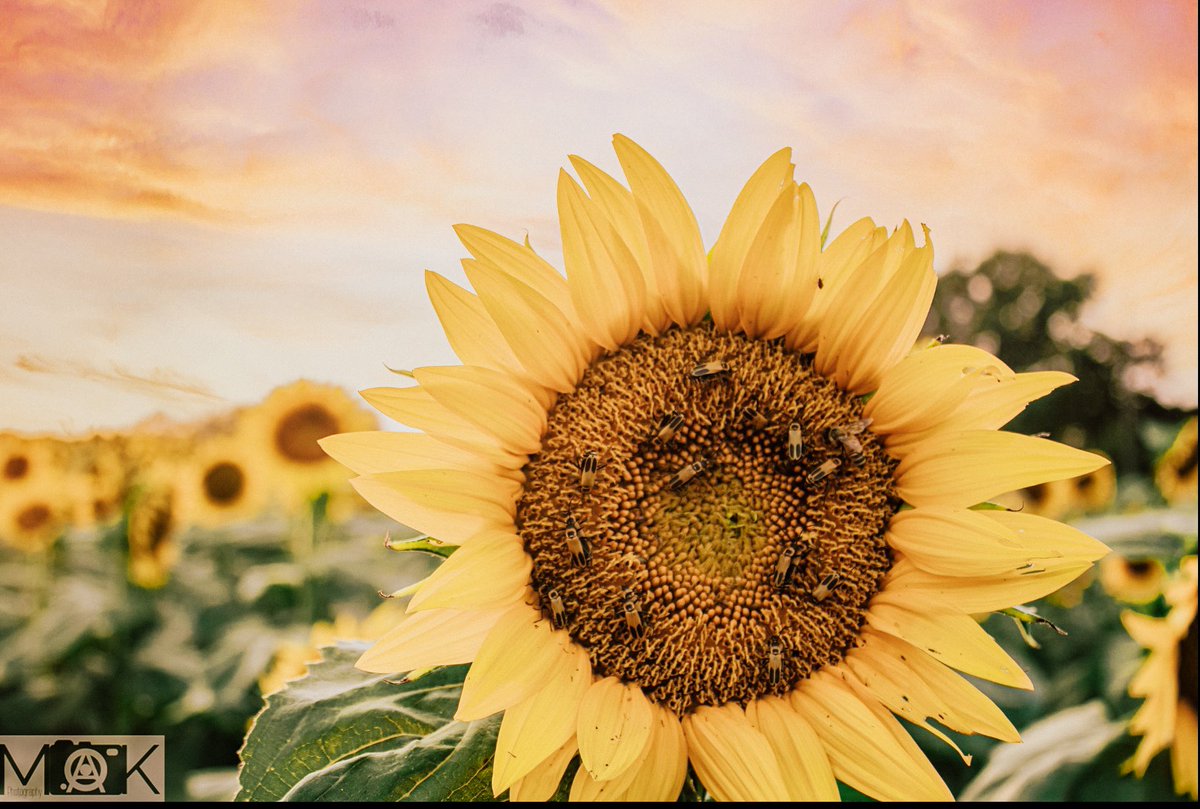 create_mak's tweet photo. @BraydenCreation They don’t call #Kansas the sunflower state for nothing! #yellow #sunflower #kansascity #NatureBeautiful https://t.co/yE70qeZ8AL