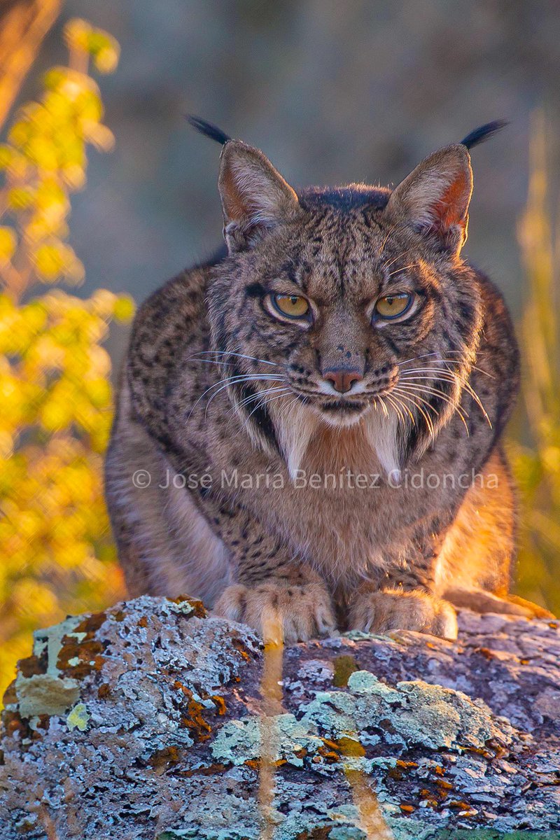 Esos últimos rayos de luz del atardecer realzaban a este precioso ejemplar de lince ibérico en alguna sierra extremeña. Qué sensación tan extraordinaria es cruzar la mirada con este felino.