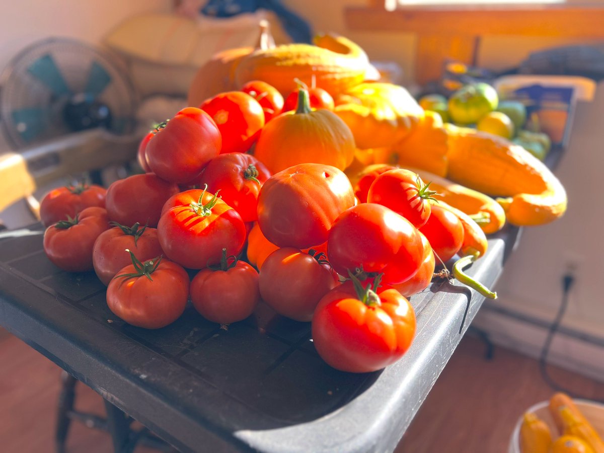 jackielconnell's tweet photo. Beautiful new greenhouse space at the Engaged Learners Program in Cranberry Portage. Look at those good looking tomato’s!! #Horticulture #Gardening #FrontierSD 🍅 https://t.co/IHUAOsGqgt
