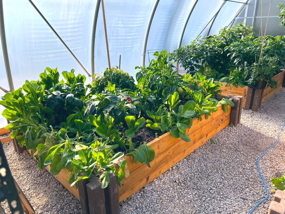 jackielconnell's tweet photo. Beautiful new greenhouse space at the Engaged Learners Program in Cranberry Portage. Look at those good looking tomato’s!! #Horticulture #Gardening #FrontierSD 🍅 https://t.co/IHUAOsGqgt