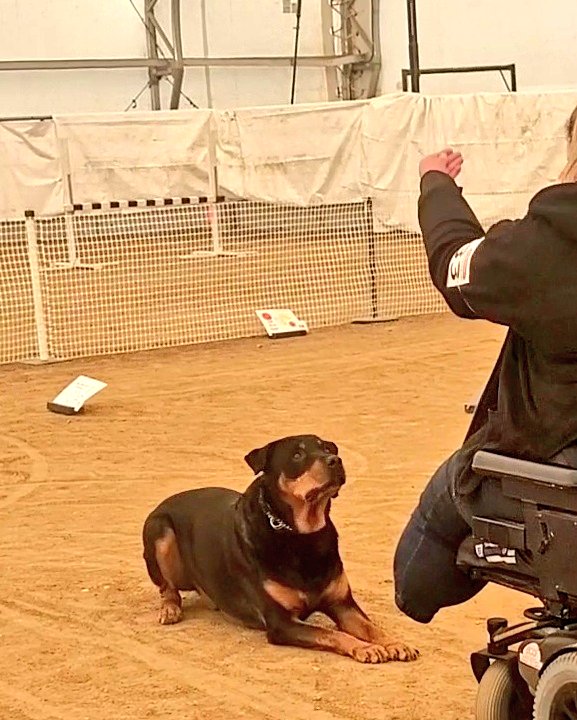 Team Servicerottie🇨🇦🐕🦺🦽 tweet media