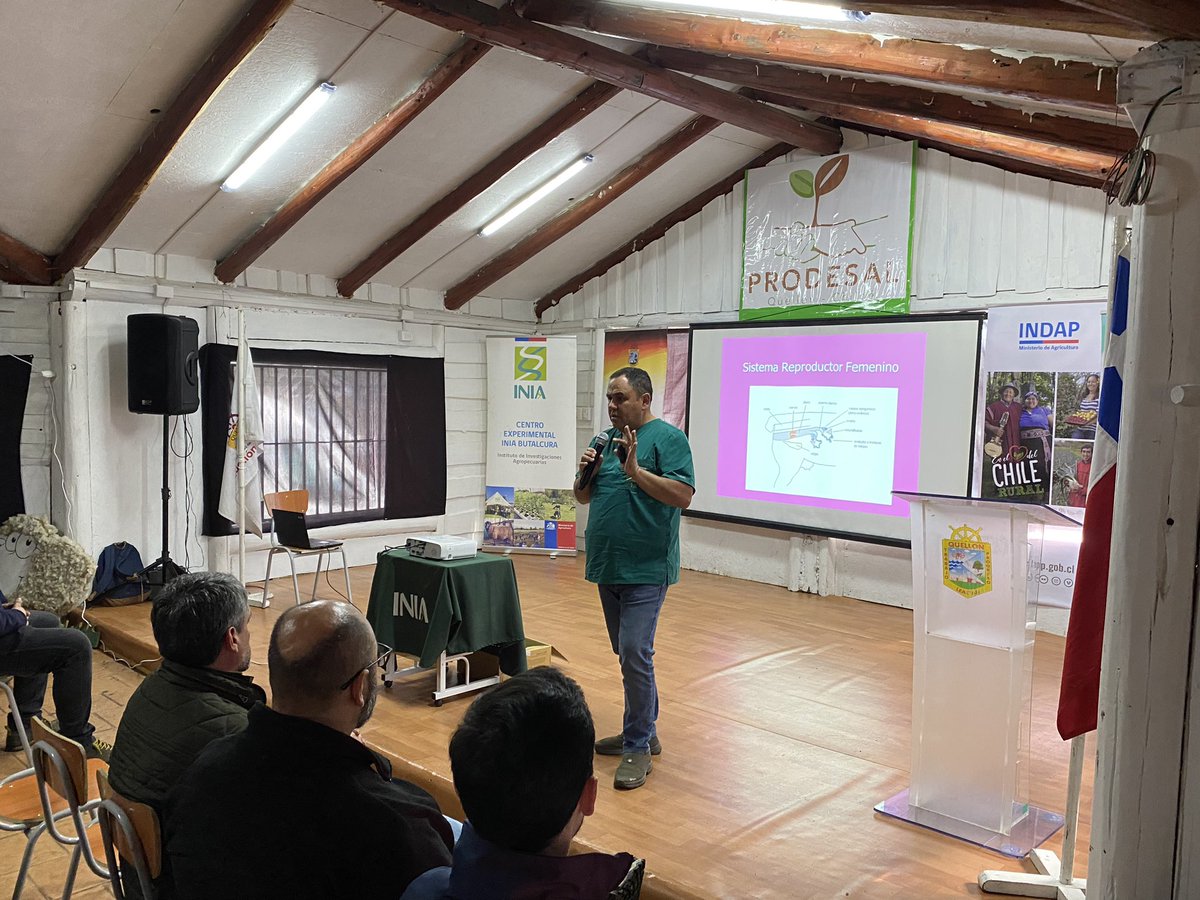 INIA_Chiloe's tweet photo. Hoy, con una masiva presencia de productores y productoras de ganadería ovinas 🐑; se realizó seminario de “Genética 🧬 y reproducción animal” en la comuna de #Quellón. @IndapLosLagos @MinagriCL @iniachile @inia_remehue @INDAP_Chile @MuniQuellon @MinagriLosLagos @radiochiloe https://t.co/gR2mlpR3pX