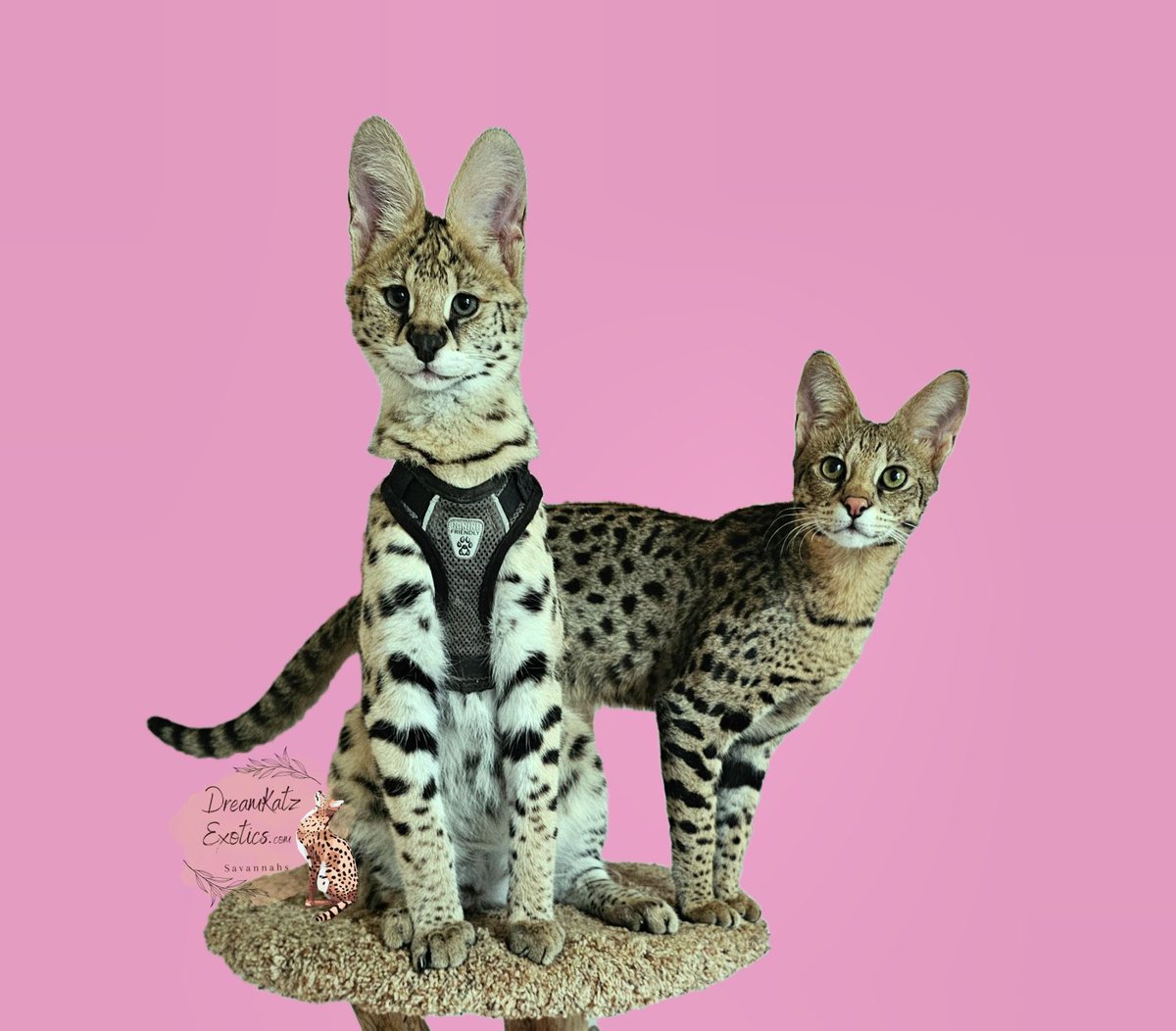 Dreamkatz Exotics Savannahs tweet media
