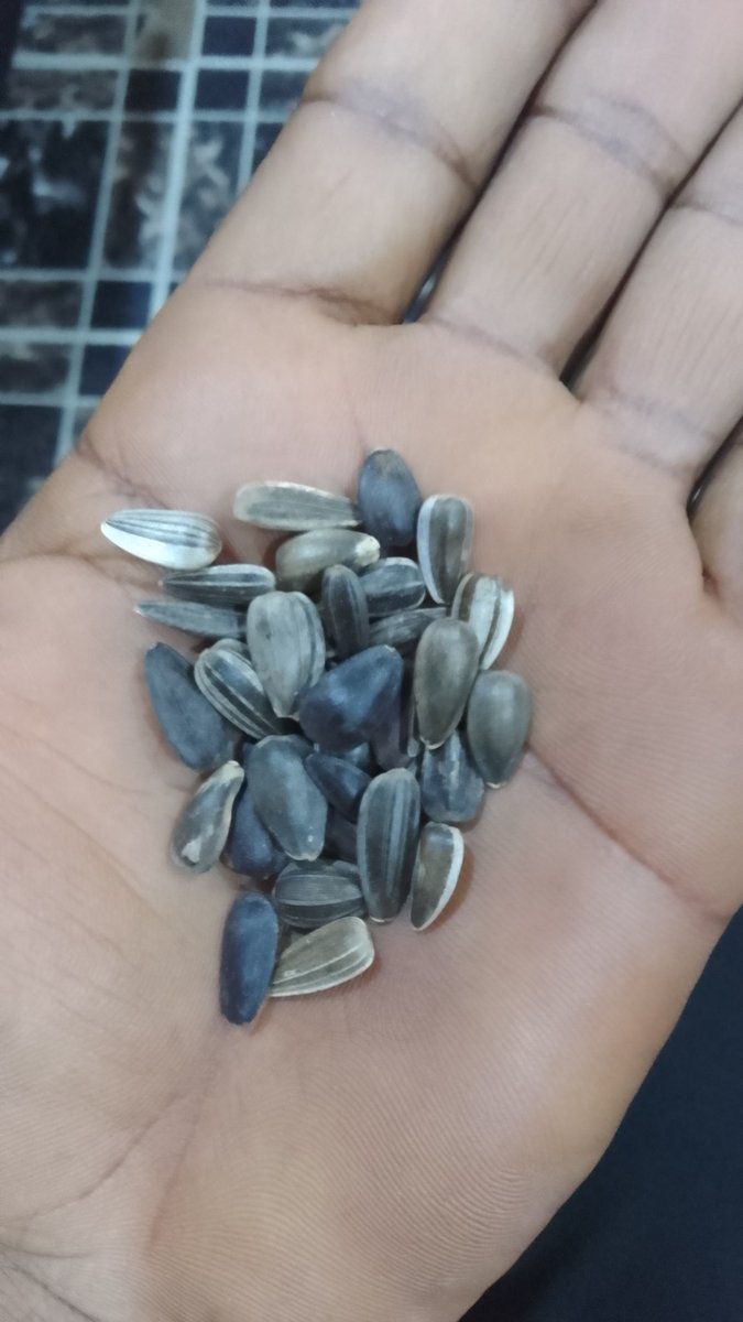 Modapson1's tweet image. Very useful for your health 💕 sunflowers seeds