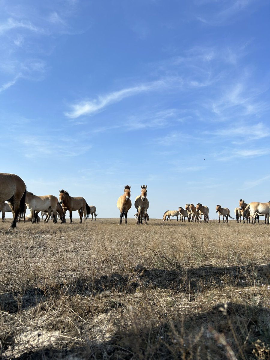 TakcsFanni13's tweet photo. Autumn migration time at a #shorebird #breeding site is still a gem 🥹 Miklapuszta @LIFEforBUGSand1 ever lovely Kiskunsági NP. Breathtaking to socialise with przewalski horses at arms length at Pentezug, Hortobágyi NP 🔭💚 https://t.co/rryEF7B2dR