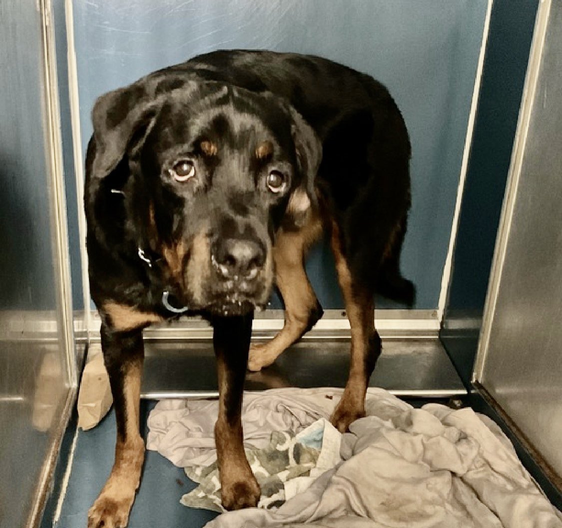 TomJumboGrumbo's tweet photo. HOURS LEFT, Barney 181531 is DELISTED in preparation TBK. With just ONE chance on the list, we know where this is going. NYCACC is giving him no chances and we have to try and save him. A terrified 5yo who knows his life is in danger, he needs a Northeast family with older kids 13+ to survive. Please pledge RT, DM @notthesameone2 or email keitholbermanndogs@gmail.com for assistance.
https://t.co/s692VR7Yuj
