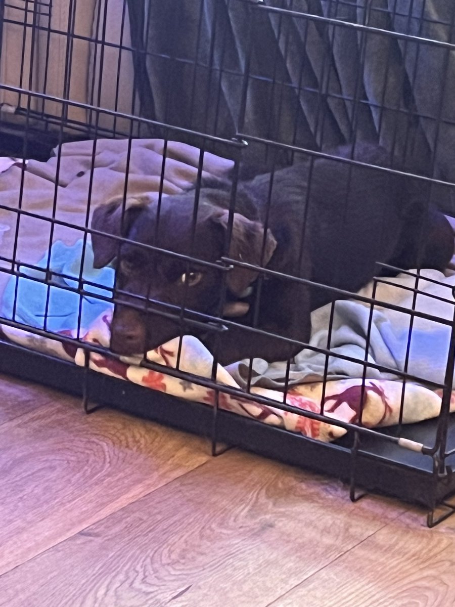 Well folks, the Hooparents are not in my good books…I weigh less than when I went into the vets!! 🍒