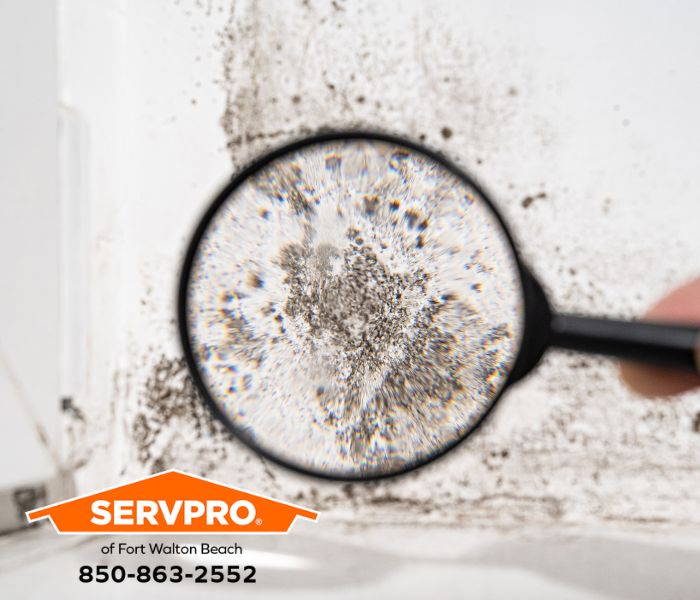 Mold Discovered Growing Behind Wallpaper in Niceville Home? We are leaders in mold damage restoration services in Okaloosa County. #SERVPRO #SERVPROofFortWaltonBeach #FWB #HeretoHelp #LikeItNeverEvenHappened #waterdamage #firedamage #propertydamage