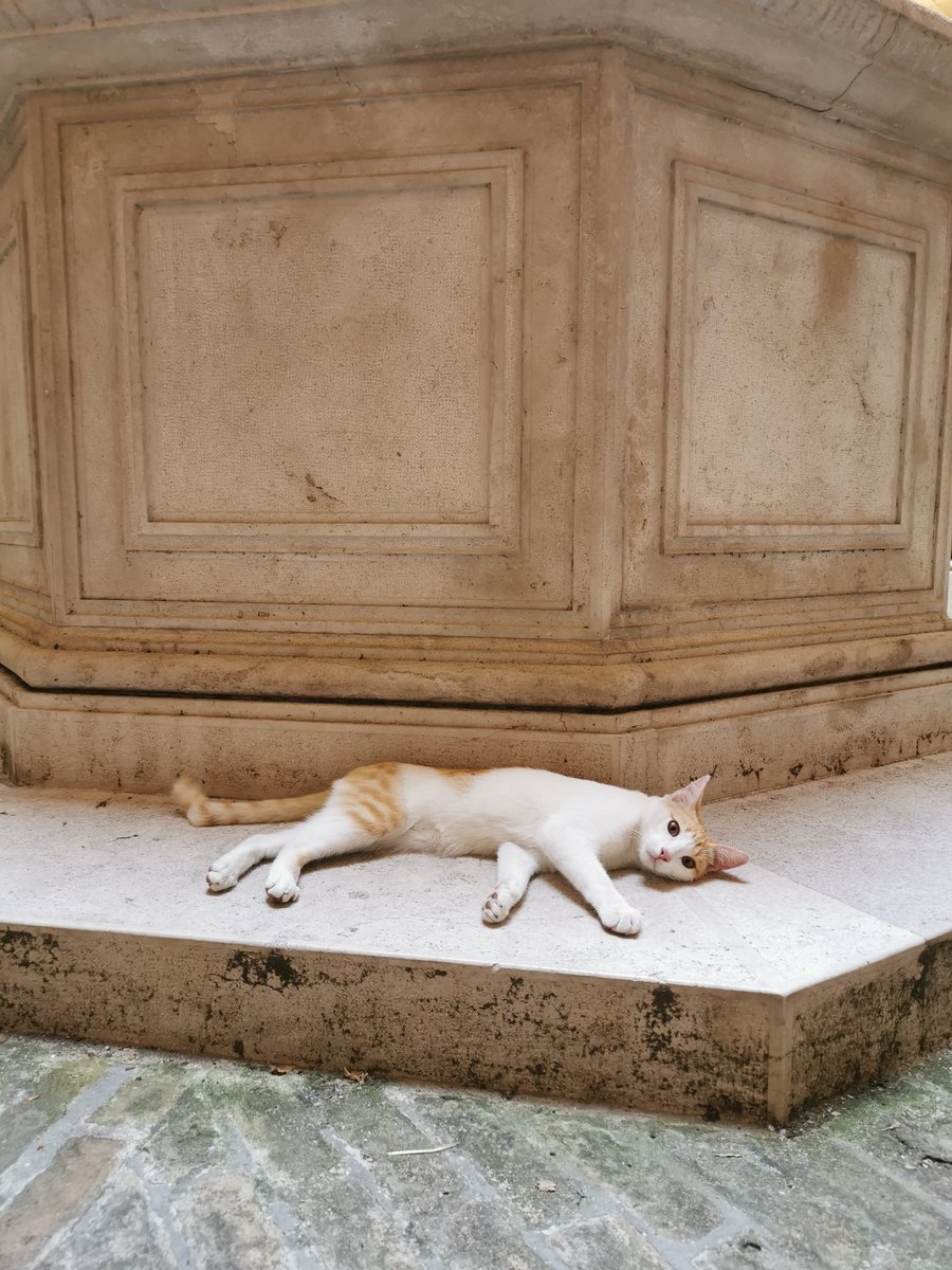 Visite feline a caccia di topi da biblioteca! 😂 Completamente a suo agio, si è preso non so quante coccole!