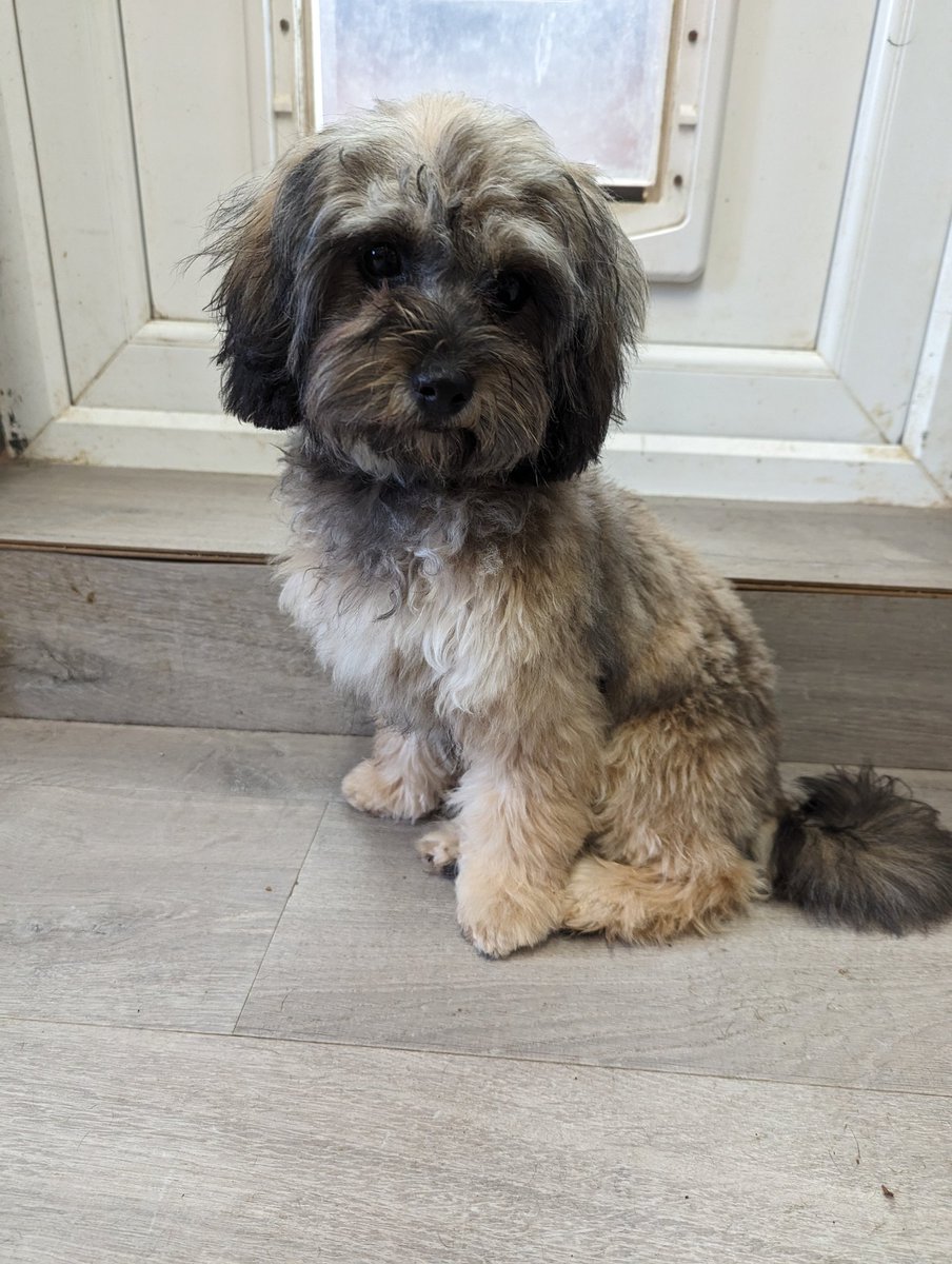 RetrieverCassie's tweet photo. Bonnie went for her first big proper groom today, she was a really good girl, she now looks and smells gorgeous 🤩 https://t.co/pzPkXkuKVw