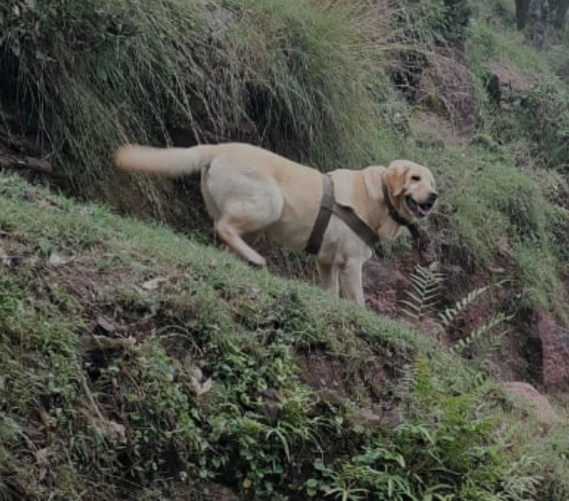 Army dog Kent laid down her life while shielding its handler during operation in Rajouri, J&K Kent was leading column of soldiers on the trail of fleeing terrorists. It came down under heavy hostile fire Till now, 1 terrorist killed Thank you Kent for serving nation #RIP…