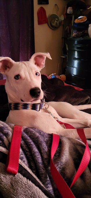 This little guy is the reason I've been around less. A deaf puppy that was abandoned in a kennel that<a href="/tag/mvsales"class="tags"><span>#mvsales</span></a>