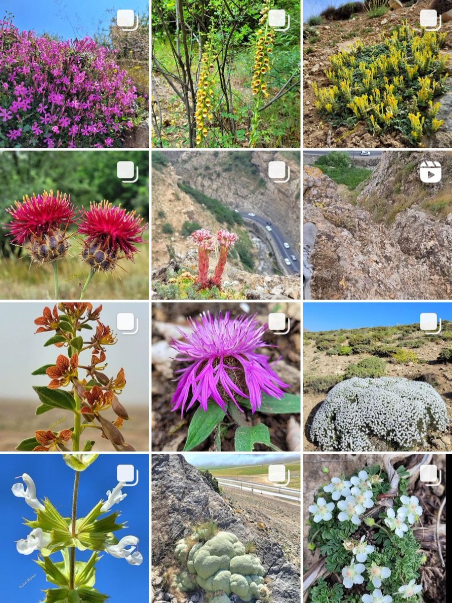 SajadAlipour98's tweet photo. From January 2023 to the present, I have tried to share different species than last year. This year, I made more trips to show you the plant species of different families and climates of Iran.
" I hope you like it " https://t.co/8AG1o6Jhvf