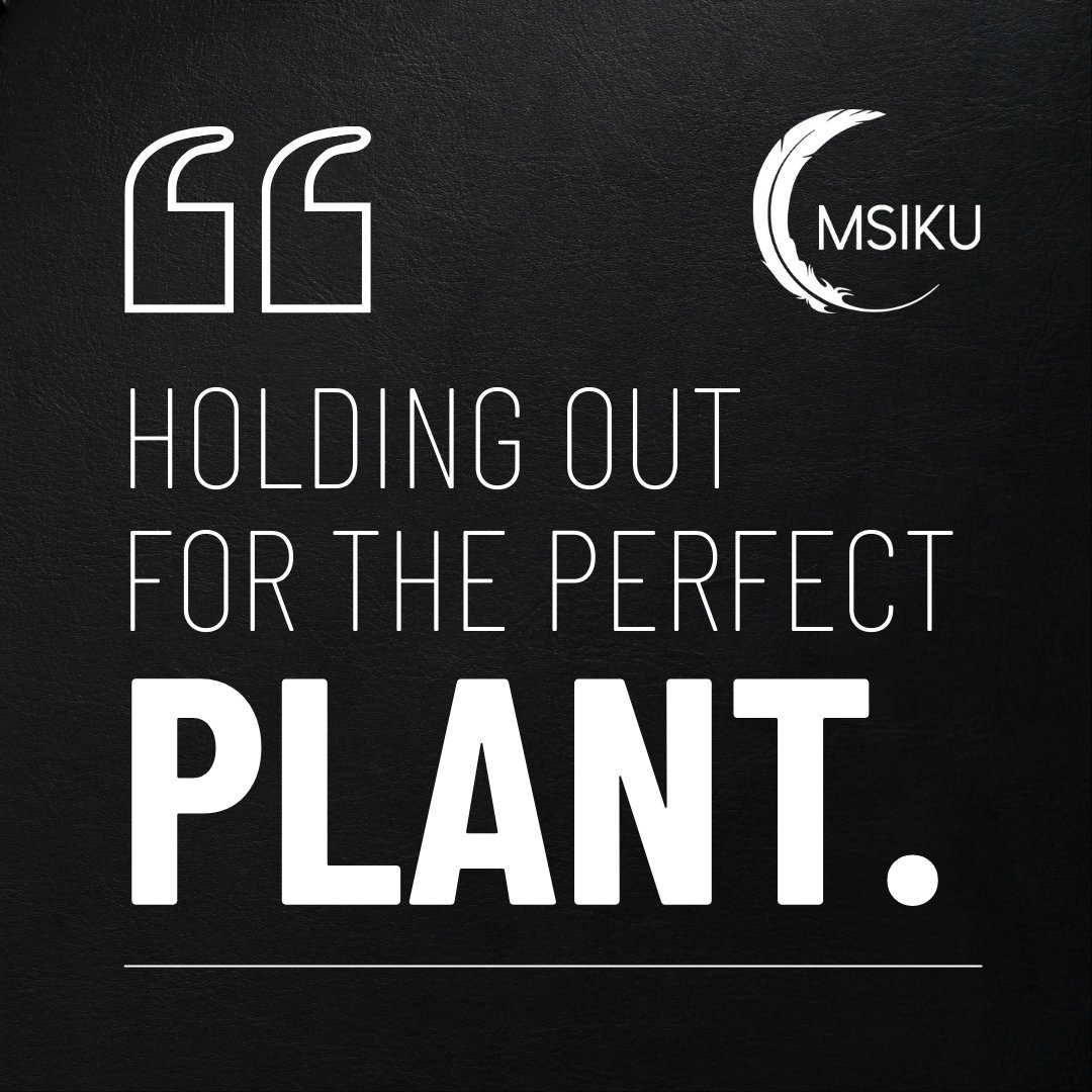 At MSIKU, we're straight-up obsessed with our genetics

Fewer than 1% of the variants we experiment with in this process actually make it to market. A little crazy? Maybe.

But we’re here for those who know the difference.

#weed #weedlovers #weedlife