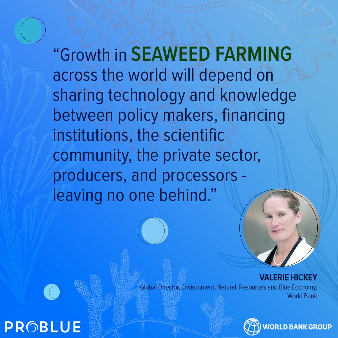 Latest report on #GlobalSeaweedMarkets helps entrepreneurs, investors, and policy makers understand how to capitalize on the potential of the seaweed sector. wrld.bg/OYKM50PKMxz #Aquaculture #PROBLUE_Oceans