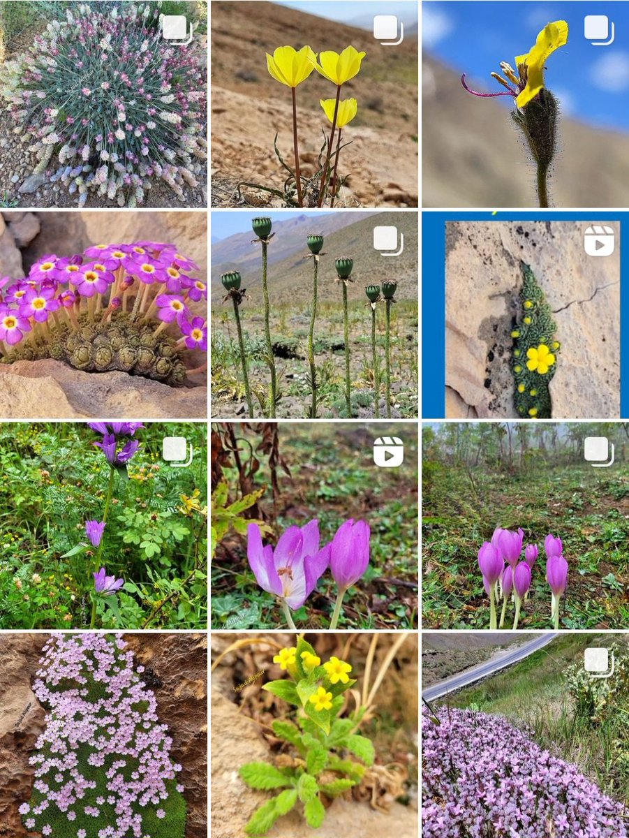 SajadAlipour98's tweet photo. From January 2023 to the present, I have tried to share different species than last year. This year, I made more trips to show you the plant species of different families and climates of Iran.
" I hope you like it " https://t.co/8AG1o6Jhvf