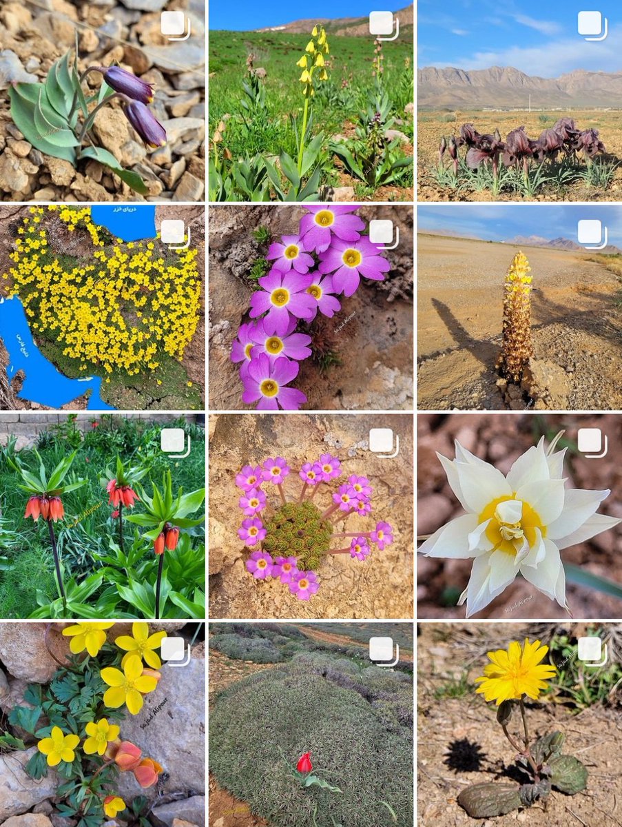 SajadAlipour98's tweet photo. From January 2023 to the present, I have tried to share different species than last year. This year, I made more trips to show you the plant species of different families and climates of Iran.
" I hope you like it " https://t.co/8AG1o6Jhvf