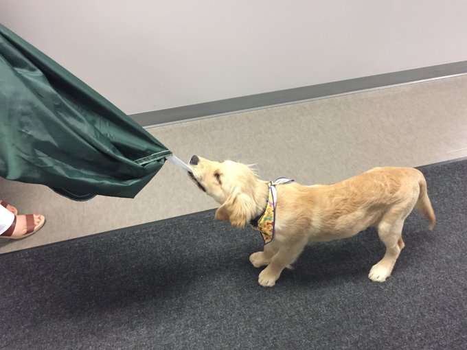 Jakeconnorcrew's tweet image. Remember when#JCCJake🐾tested the strength of the #JakeConnorandCrew console bag? #guaranteedpawsitively #pawapproved