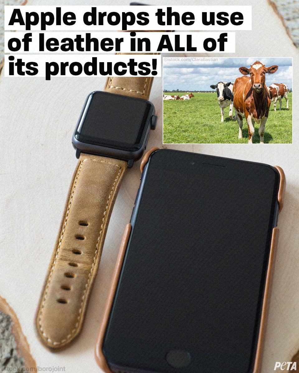peta's tweet photo. 🚨 HUGE NEWS 🚨

ANIMALS THANK YOU, @Apple !

The company’s decision to no longer use leather in ANY new Apple product sets a huge precedent for other companies to do the right thing &amp; ditch leather. This move will spare animals’ lives AND help protect our planet. https://t.co/f9peSLkSdZ