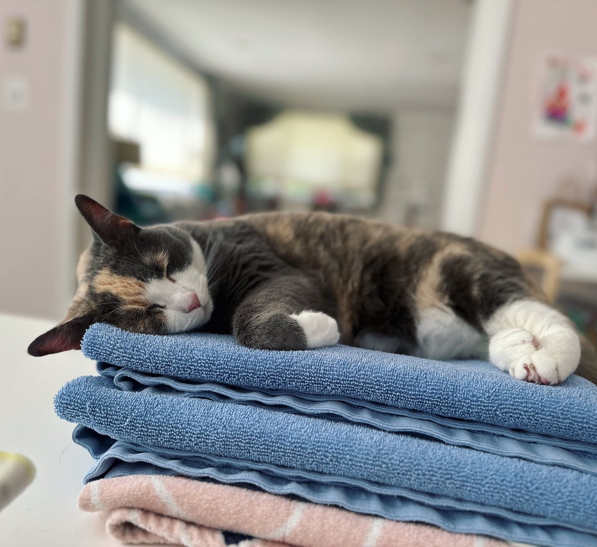 GettyCatDC's tweet photo. Zzz https://t.co/5Ydls6bXGA
