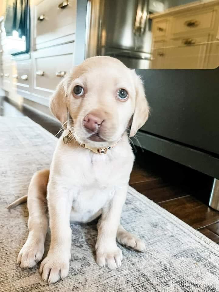 Dalbodog's tweet photo. My Momma says I'm her very special baby...she thinks I'm beautiful!....😍 Do you agree ? https://t.co/fqgnsniSjZ