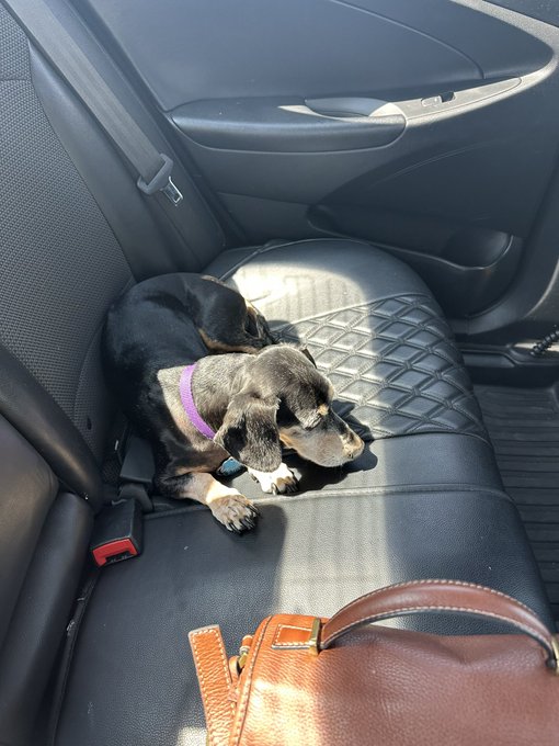 I just got in an Uber and the drivers dog just climbed in the back seat with me 😂 https://t.co/gJnkr<a href="/tag/cars"class="tags"><span>#cars</span></a><a href="/tag/bmw"class="tags"><span>#bmw</span></a><a href="/tag/pickone"class="tags"><span>#pickone</span></a>