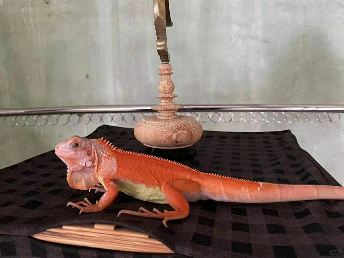 red gem pet