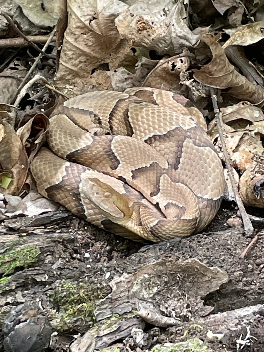stemrust's tweet image. When you grow up in “da nordth” (eg Michigan) you don’t think twice about stepping off the trail. Not so much in the south and mid-south. Beautiful copperhead my daughter and I found at Babler State Park, Wildwood, MO. This is a no touch situation.