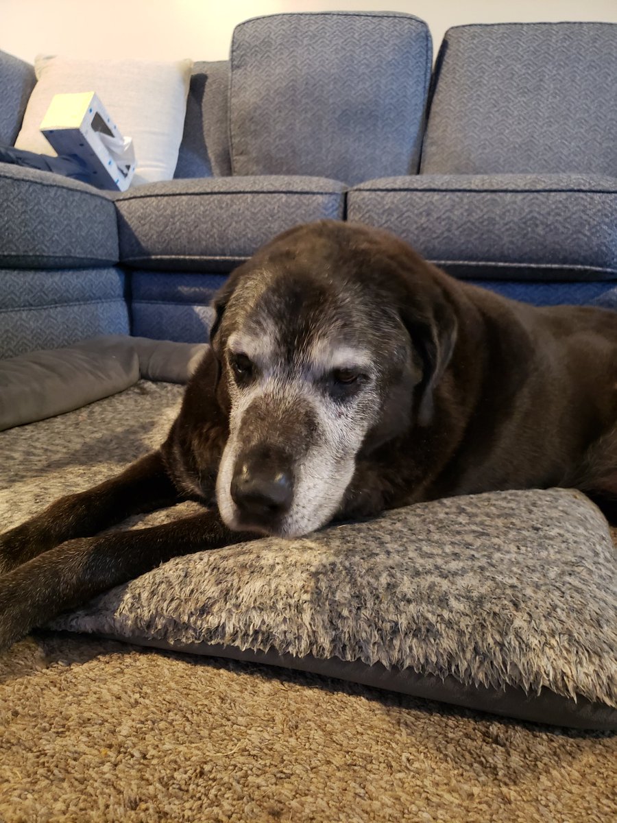 13mtm80's tweet photo. We needed to put down Nixon today. He was 12. His twin, Bailey, passed away 2 years ago. https://t.co/6QUKJOKoUa