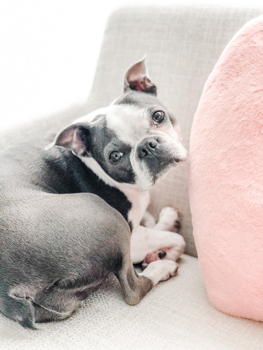 BostonZeezee's tweet photo. Sometimes the answer to our prayers is no.

Despite trying desperately to nurture ZeeZee back to health, we had to let her go.

The most beautiful of girls earned her wings today, one week shy of her 8th birthday.

Here’s to our bootifal girl. RIP, my princess 🩷 https://t.co/4FlxI6emAu
