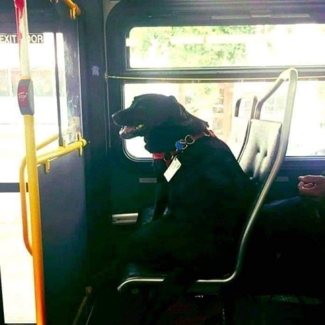 DogLovers03's tweet photo. This is Eclipse. Every day she leaves her house, by herself, and takes the bus downtown to the dog park where she spends a couple of hours getting exercise and making friends, and then she takes the bus back home again. She even has her own bus pass attached to the collar.

It started when her owner, Jeff Young, was taking too long when the bus arrived, so she impatiently ran ahead and got on the bus by herself. The bus driver recognized her and dropped her off at the dog park, and later Jeff caught up with her. After several more trips by herself, Jeff started letting her go on her own, and she always comes back home a couple of hours later.

All of the bus drivers know her and she makes them smile, and many of the regular passengers enjoy seeing her every day and will often sit down next to her. Even the police have given their approval as long as the bus drivers are okay with the arrangement. "She makes everybody happy mental-heal

Credit : Respective Owner