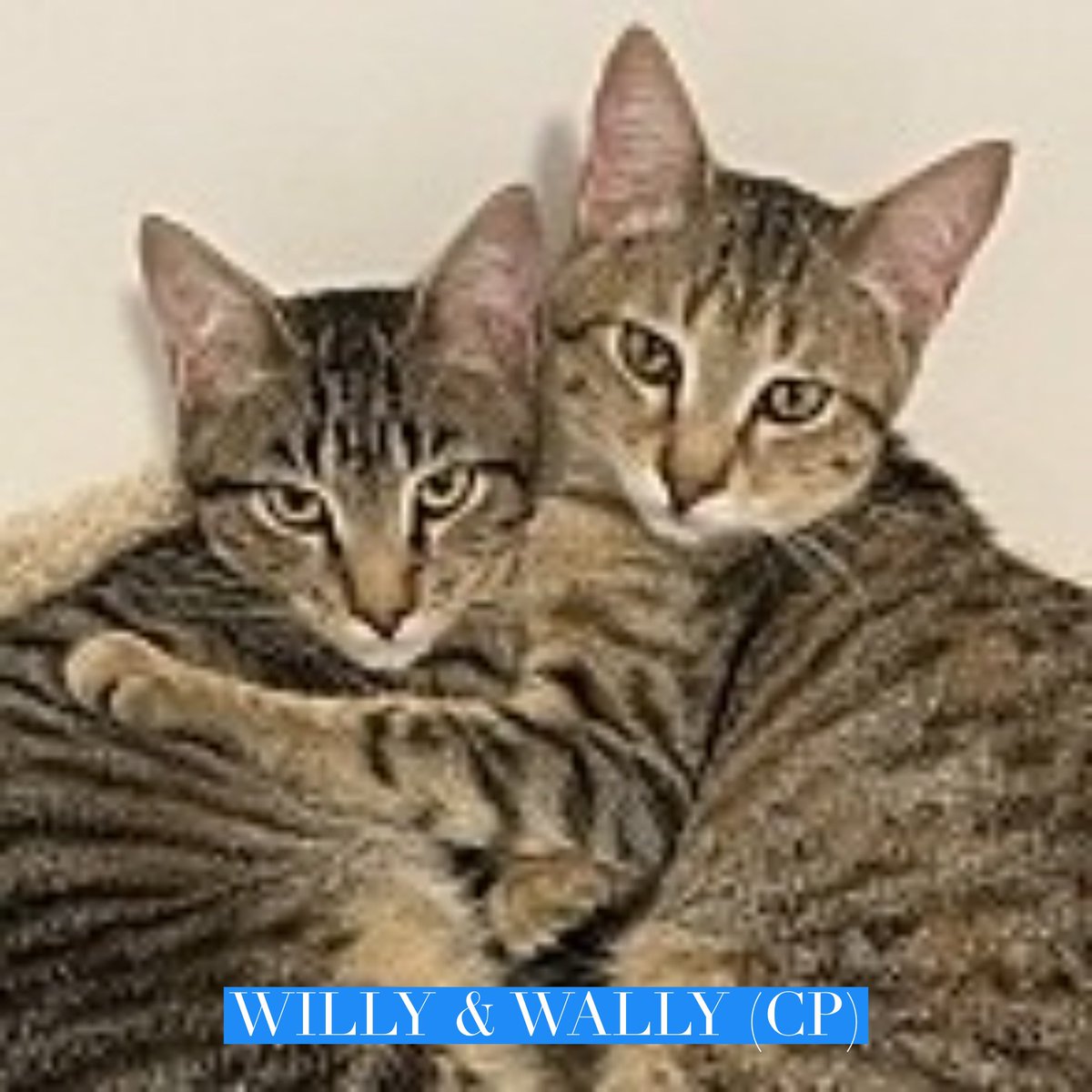 Here are four more of the wonderful brown #tabby cats available for adoption on our website!

Bonnet
adoptapet.com/pet/35930481-o…

Colorado
adoptapet.com/pet/33651772-o…

Lala
adoptapet.com/pet/38195652-o…

Willy & Wally
adoptapet.com/pet/38193514-o…

#RehomeHour #US #cats #adopt #tabbycats #California