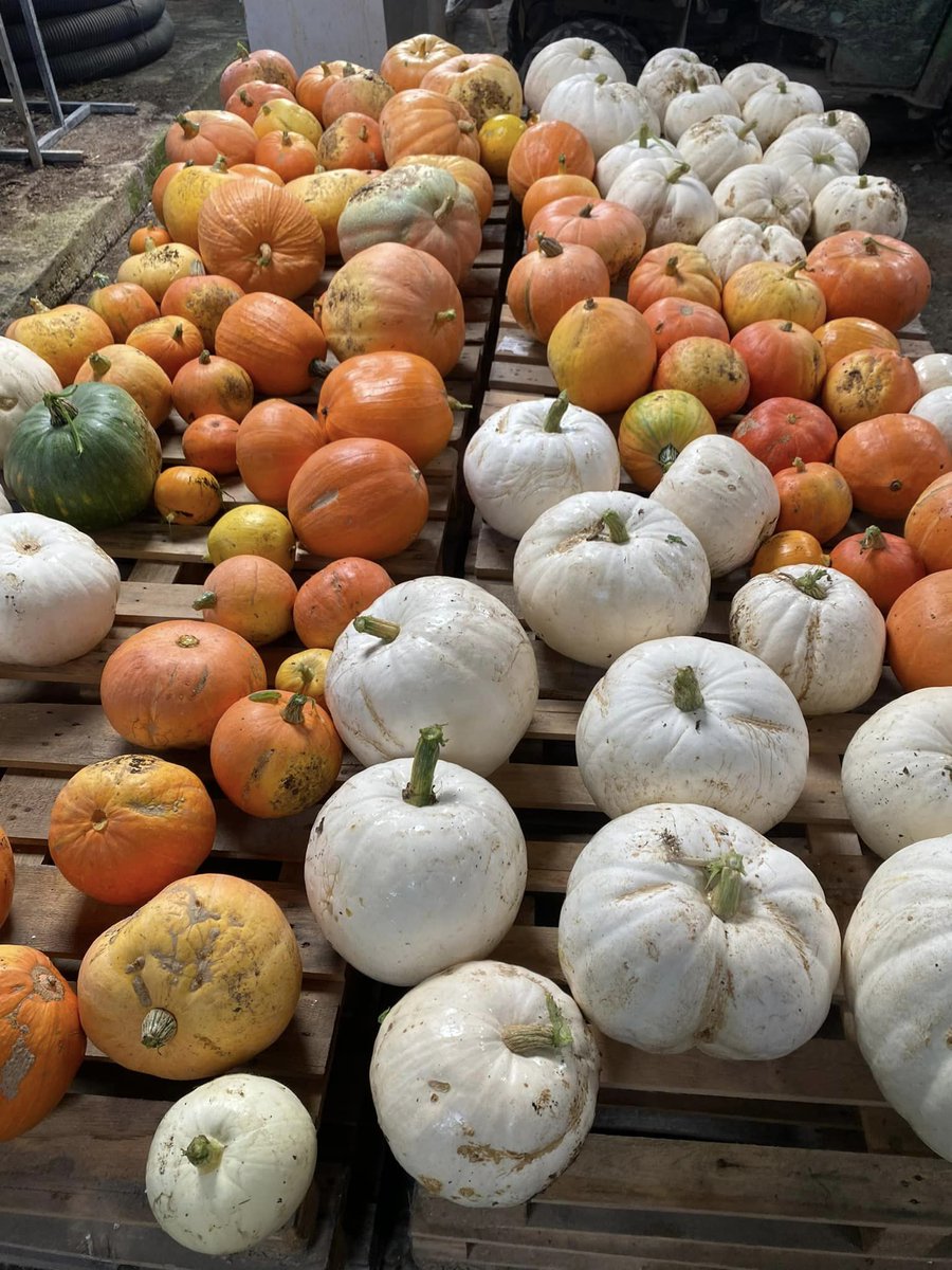 Planted in the springtime here at the farm...now we have 150 of these beauties. 

#Autumn is just around the corner and this has to be one of our favourite sights of the season. What’s yours? 🍂✨

#eversfieldorganic #pumpkinseason